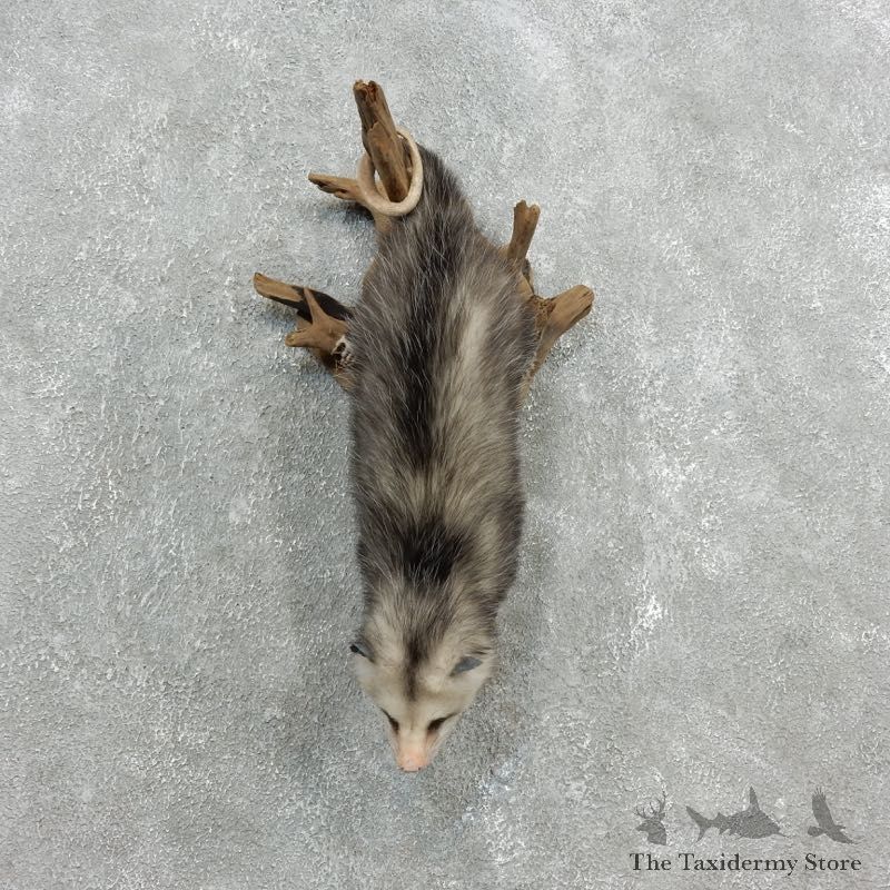 Wall Hanging Opossum Mount For Sale #18107 @ The Taxidermy Store