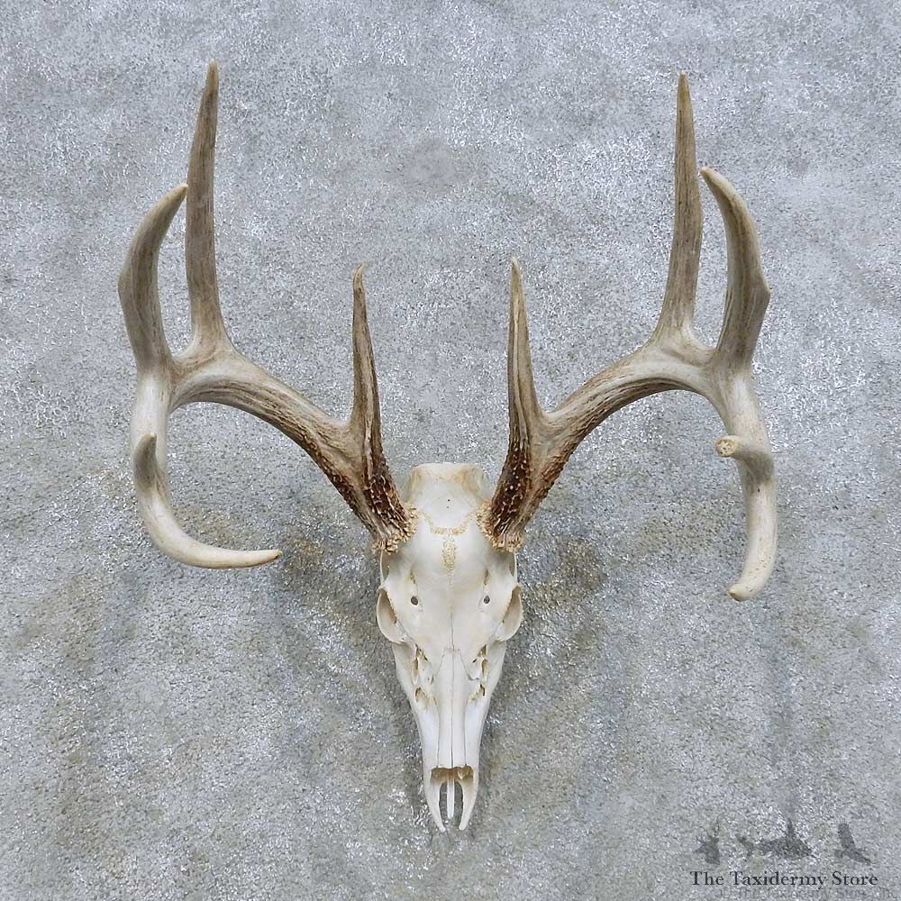 Whitetail Deer Skull European Mount For Sale #14647 @ The Taxidermy Store