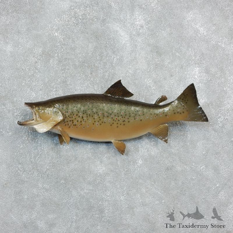 Brown Trout Fish Mount For Sale #18241 @ The Taxidermy Store
