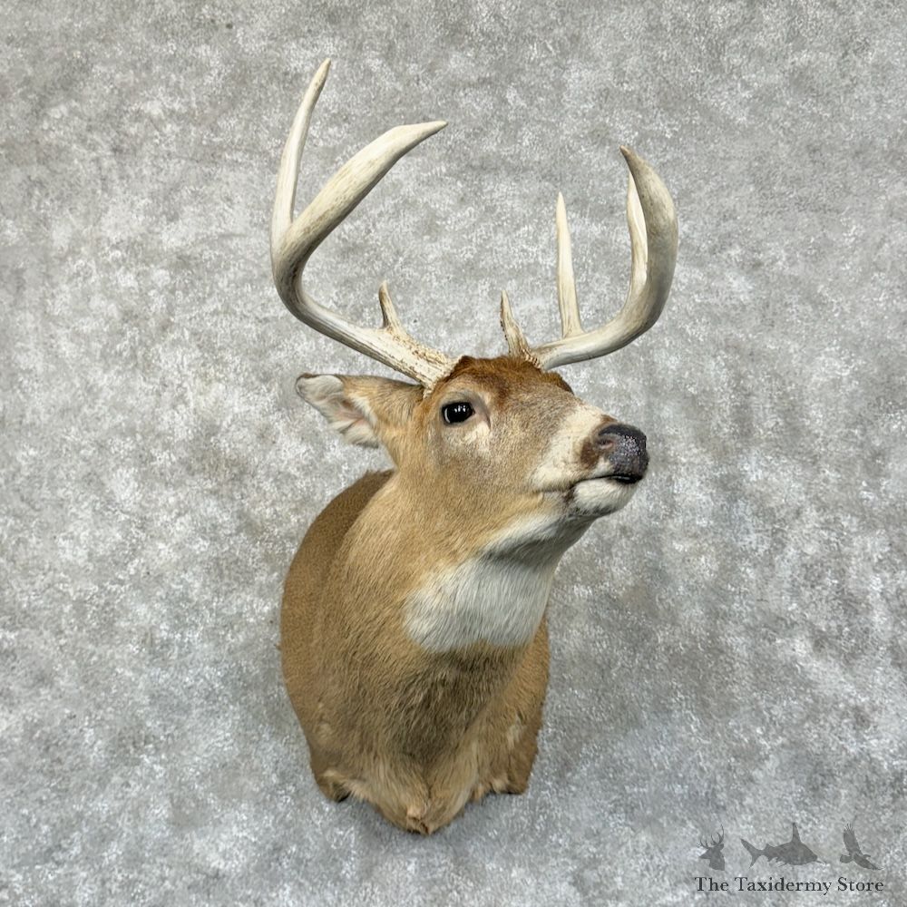 Whitetail Deer Shoulder Mount For Sale #29399 - The Taxidermy Store