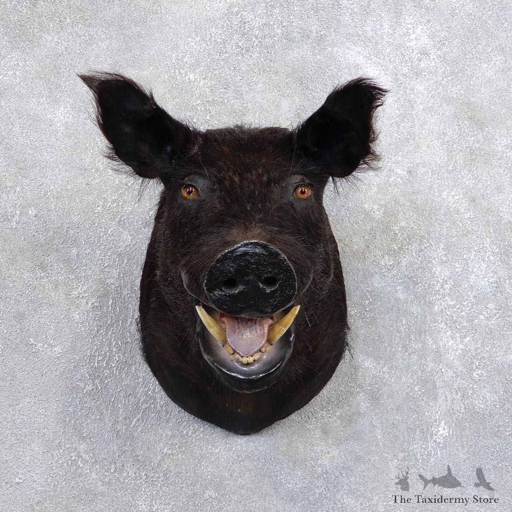 Wild Boar Shoulder Mount For Sale #18727 @ The Taxidermy Store