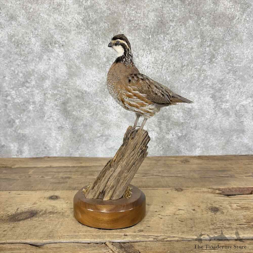 Bobwhite Quail Bird Mount For Sale #30571 @ The Taxidermy Store