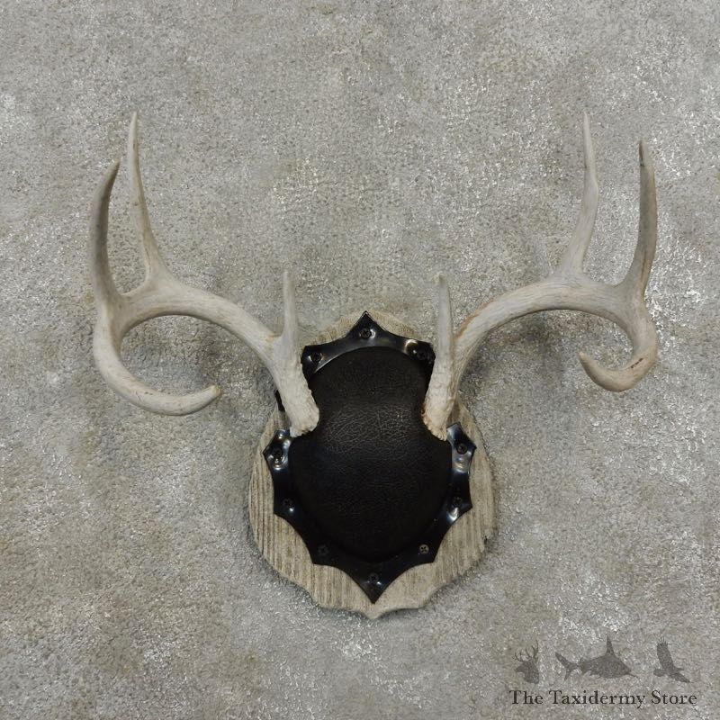 Whitetail Deer Antler Plaque Mount For Sale #17401 @ The Taxidermy Store