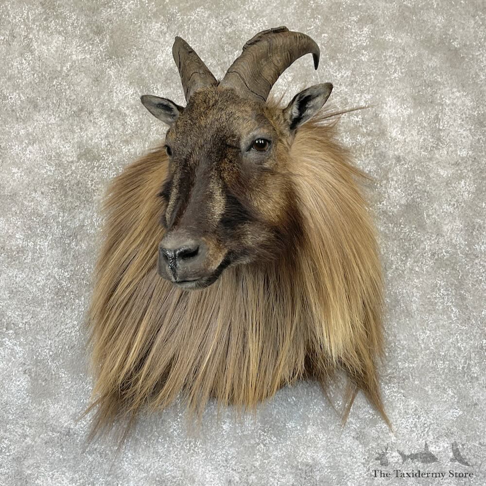 Himalayan Tahr Shoulder Mount For Sale #28177 @ The Taxidermy Store