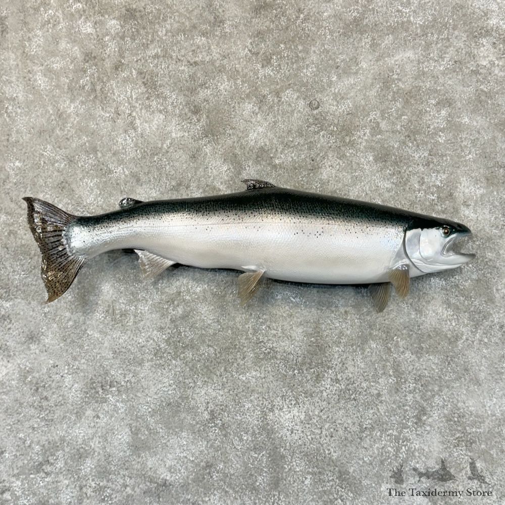 Skamania Steelhead Fish Mount For Sale #29204 @ The Taxidermy Store