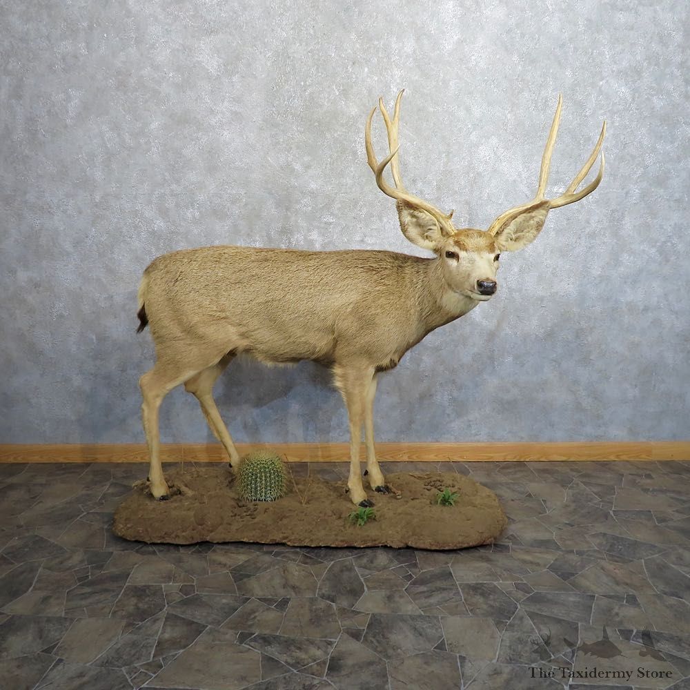 Mule Deer Life-Size Mount For Sale #20494@ The Taxidermy Store