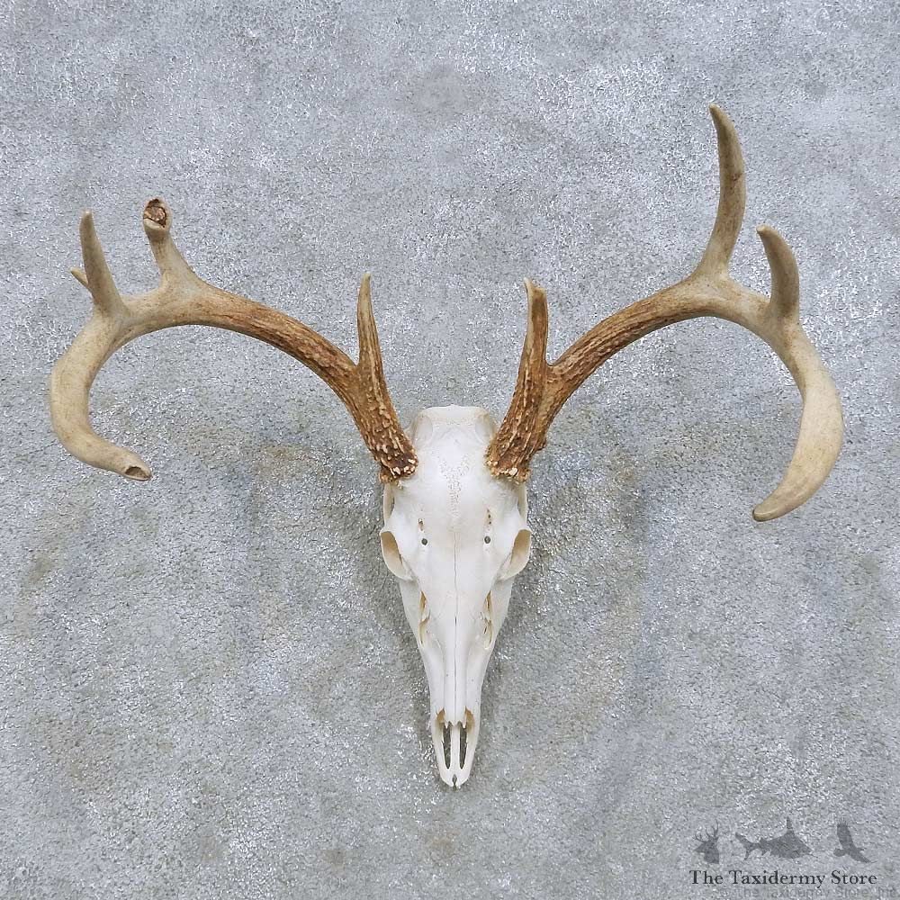 Whitetail Deer Skull European Mount For Sale #14640 @ The Taxidermy Store