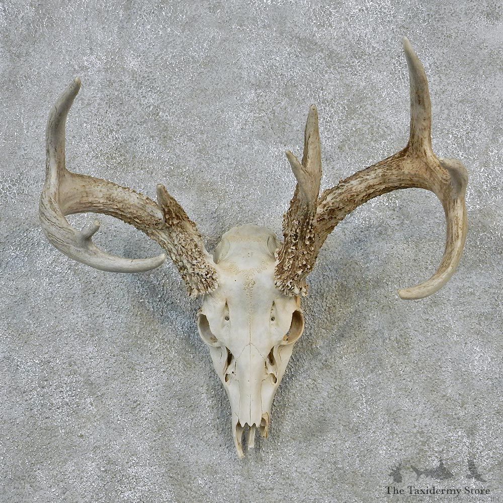 Whitetail Deer European Antler Skull Taxidermy Mount #12620 For Sale @ The Taxidermy Store