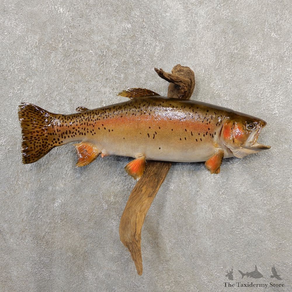 Rainbow Trout Fish Mount For Sale #20578 @ The Taxidermy Store