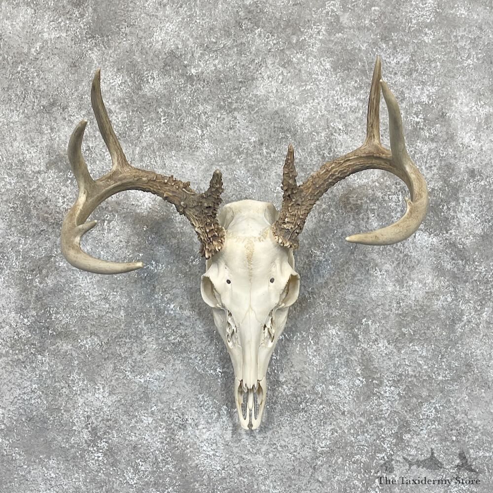 Whitetail Deer Skull European Mount For Sale #28060 @ The Taxidermy Store