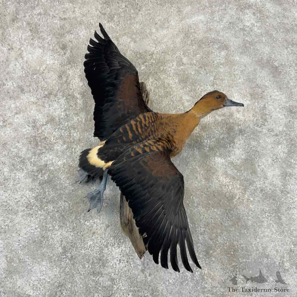 Fulvous Whistling Tree Duck Mount For Sale #32112 @ The Taxidermy Store