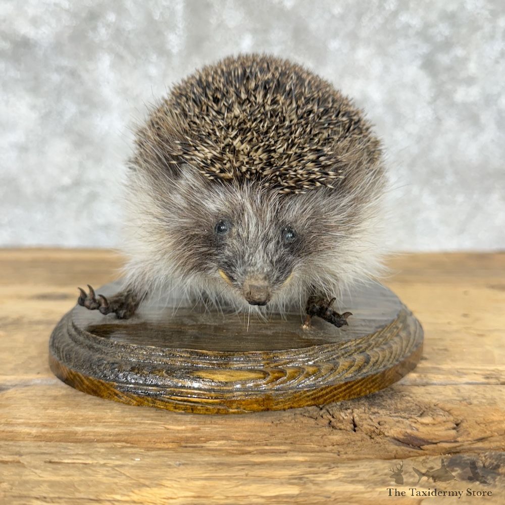 Hedgehog Life-Size Mount For Sale #29537 - The Taxidermy Store