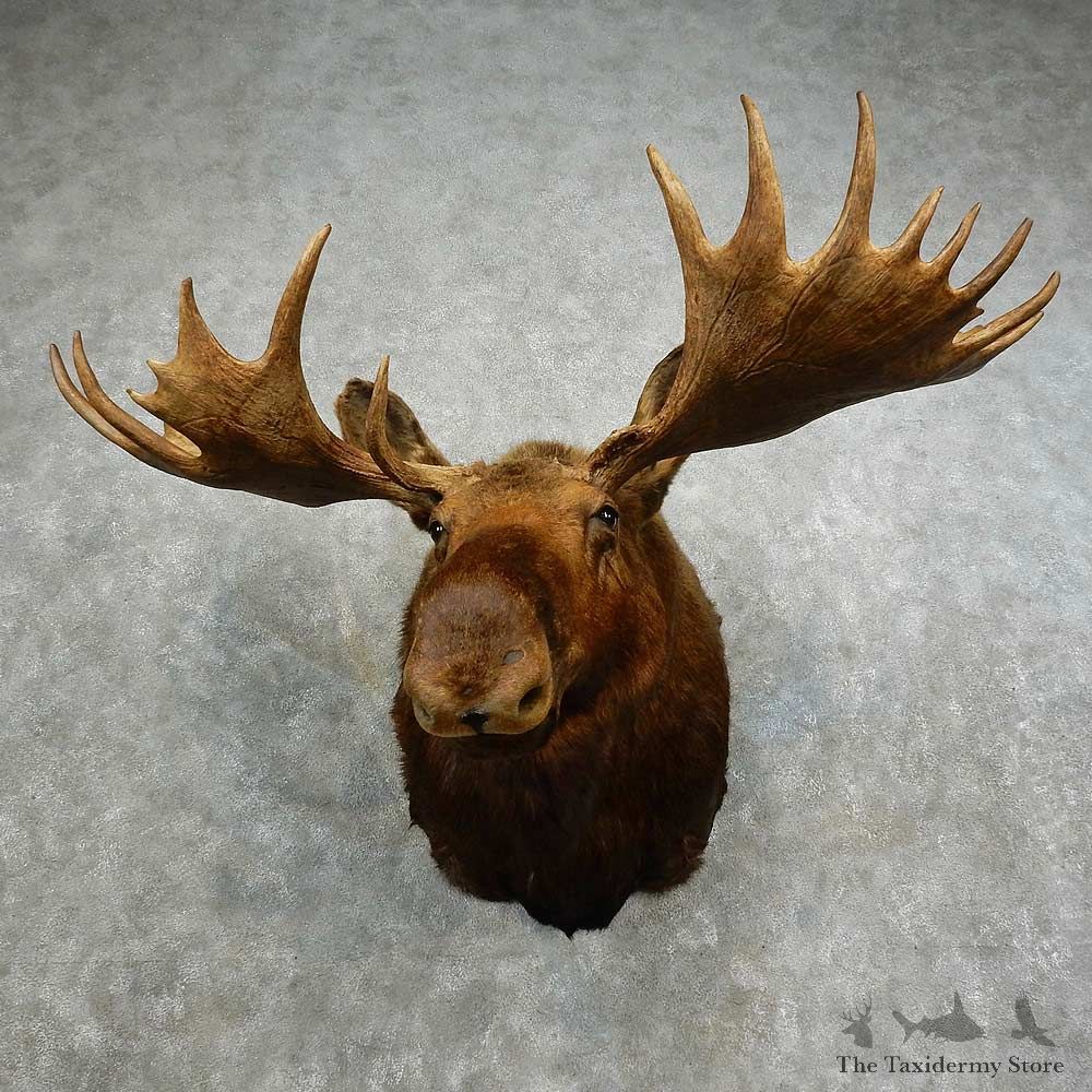 Alaskan Yukon Moose Shoulder Mount For Sale #16866 @ The Taxidermy Store