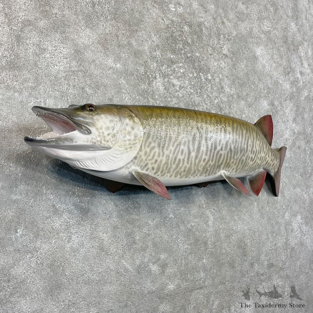Reproduction Muskellunge Fish Mount For Sale #27533 @ The Taxidermy Store