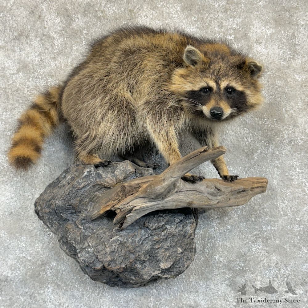 Wall-Hanging Raccoon Mount For Sale #29733 @ The Taxidermy Store