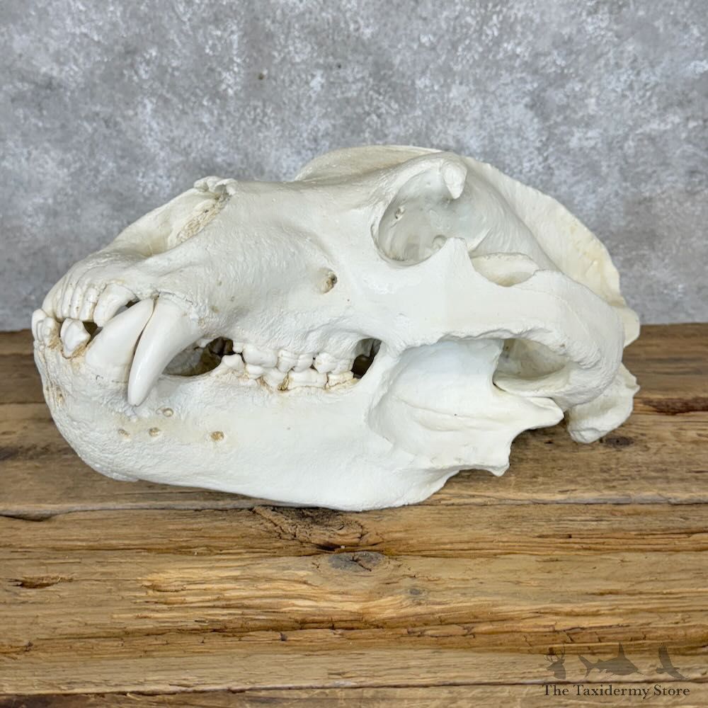 Reproduction Alaskan Brown Bear Full Skull Mount For Sale #29112 @ The Taxidermy Store