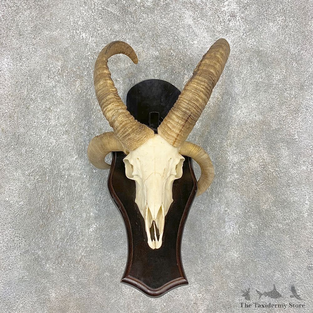 Jacob’s Four Horn Skull European Mount For Sale #21466 @ The Taxidermy Store