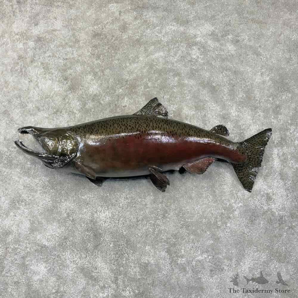 Spawning Phase King Chinook Salmon Fish Mount For Sale #31806 @ The Taxidermy Store