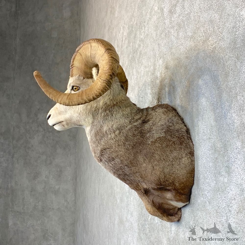 Stone Sheep Shoulder Mount For Sale #22738 @ The Taxidermy Store