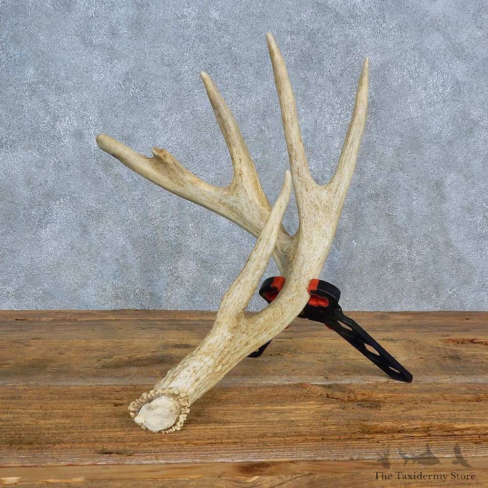 Whitetail Deer Antler Shed For Sale #15449 @ The Taxidermy Store