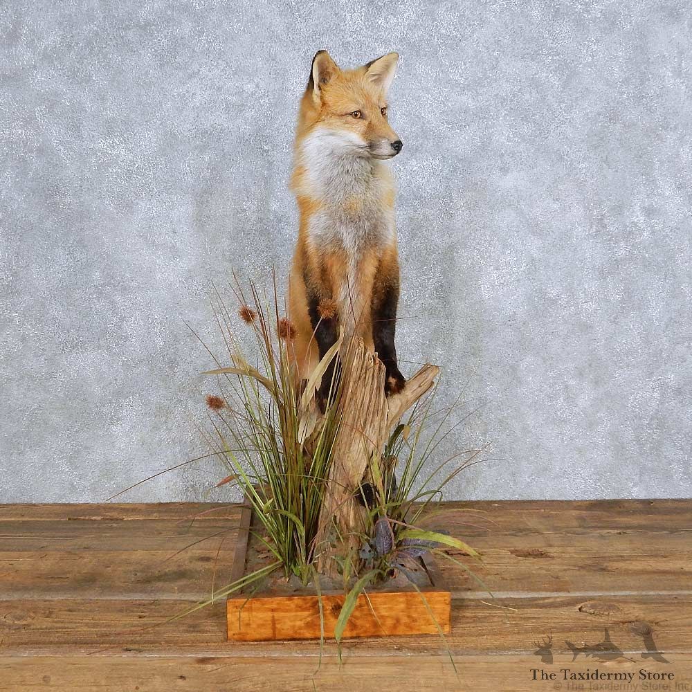 Red Fox Life Size Mount For Sale #14432 @ The Taxidermy Store