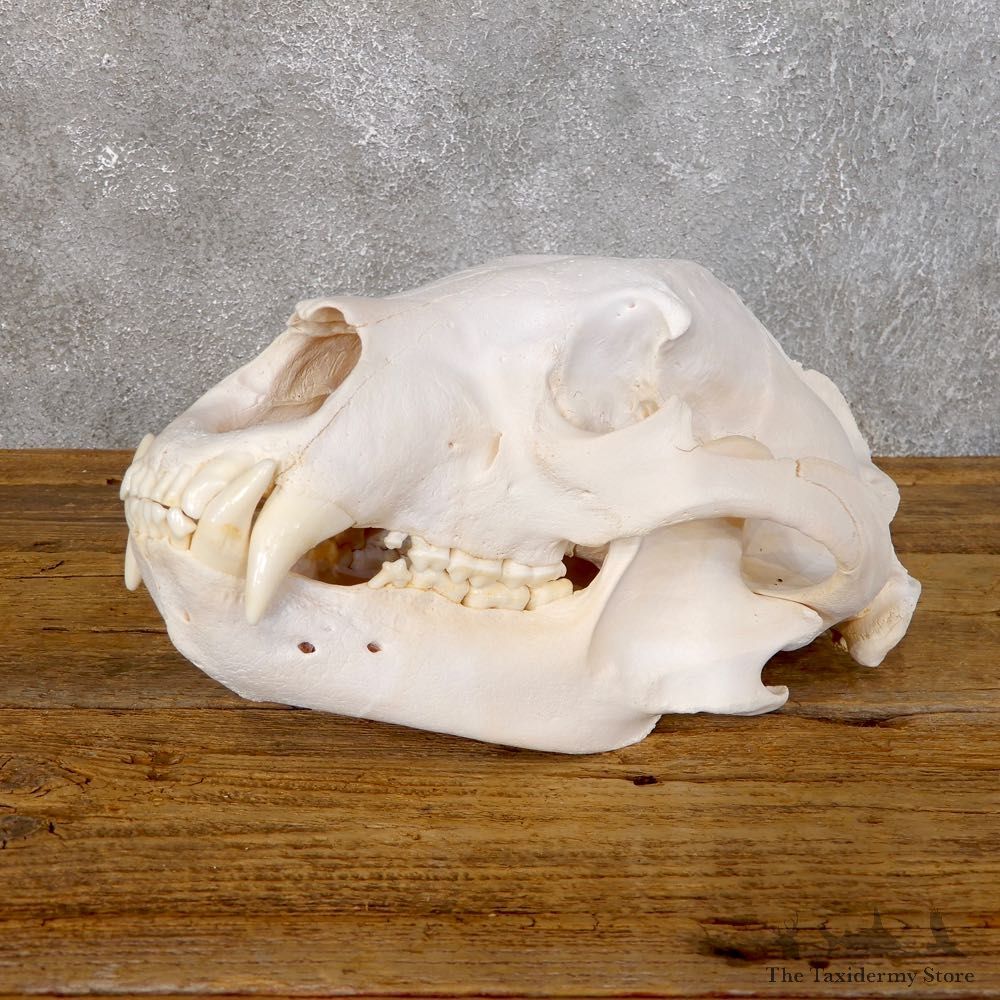 Inland Grizzly Bear Skull Mount For Sale #18755 @ The Taxidermy Store