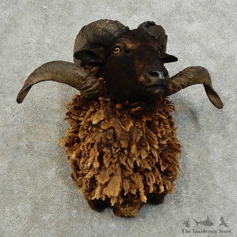 Black Hawaiian Ram Shoulder Mount For Sale #16013 @ The Taxidermy Store