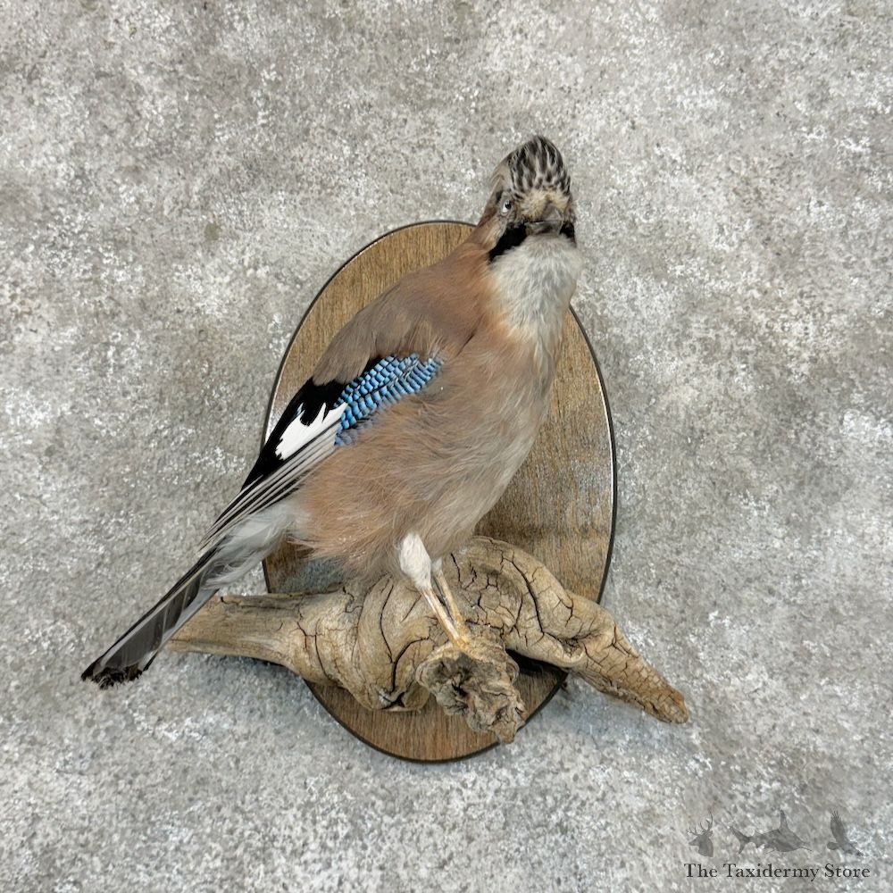 Eurasian Jay Bird Mount For Sale #29689 - The Taxidermy Store