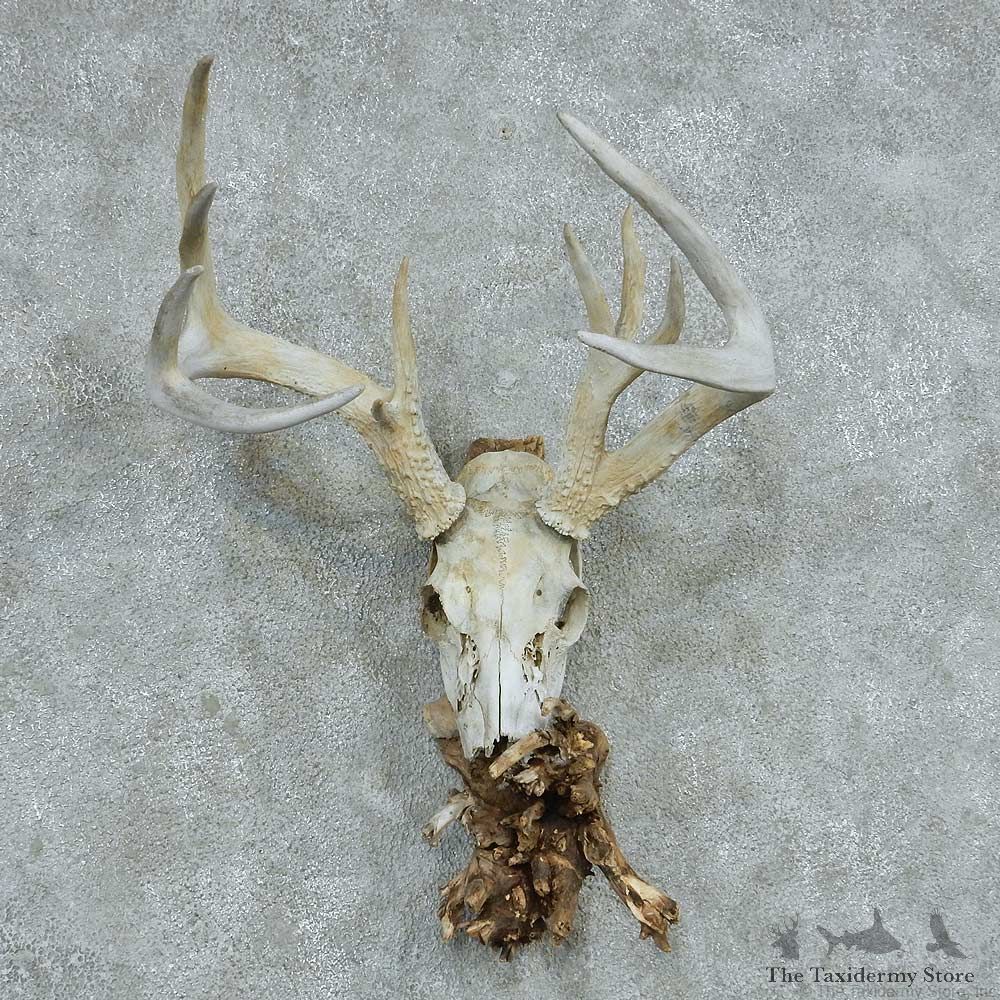 Whitetail Deer Skull & Antler European Mount #13761 For Sale @ The Taxidermy Store
