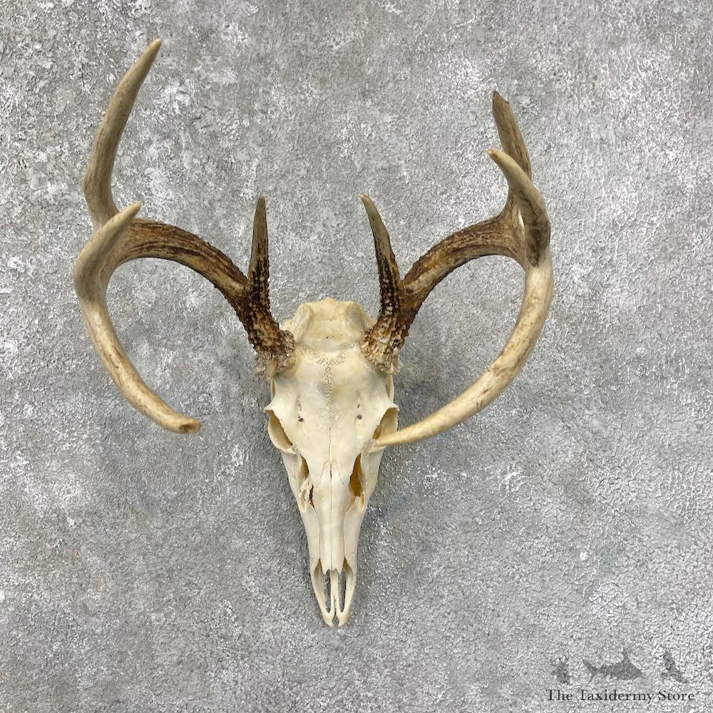 Whitetail Deer Skull European Mount For Sale #25674 @ The Taxidermy Store