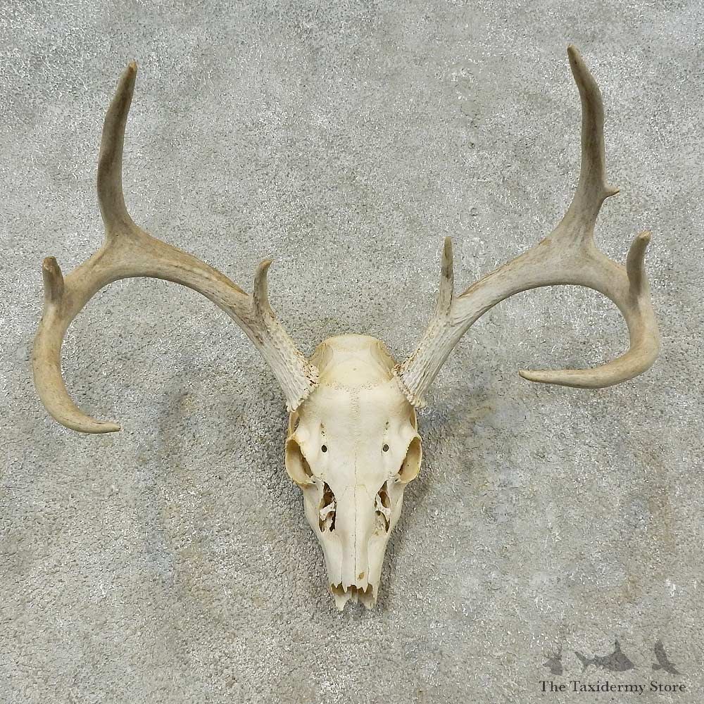 Whitetail Deer Skull European Mount For Sale #16194 @ The Taxidermy Store