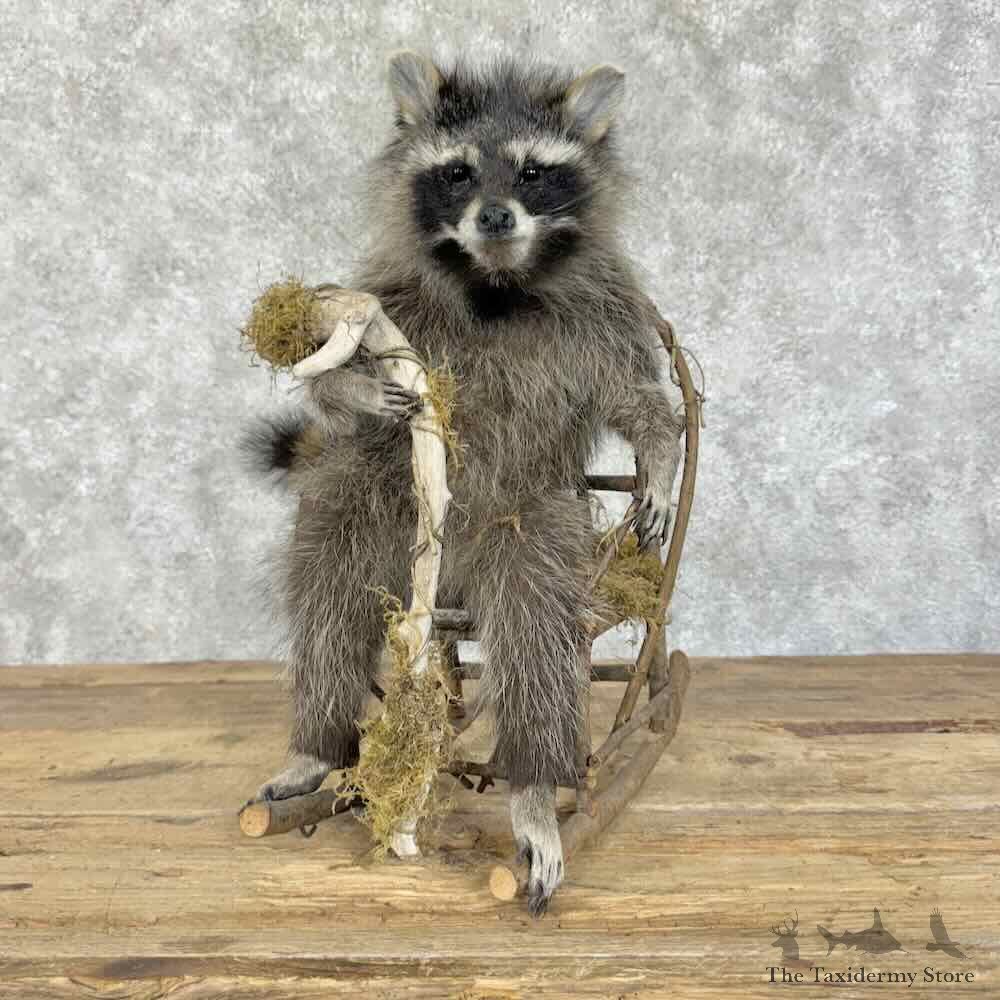 Raccoon Life-Size Mount For Sale #31386 @ The Taxidermy Store