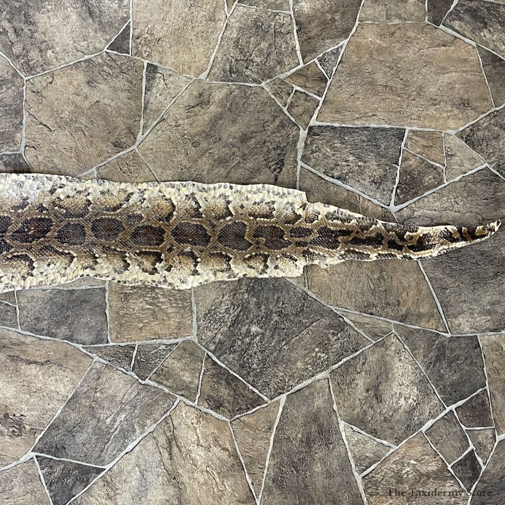 Rock Python Snake Mount For Sale #26290 @ The Taxidermy Store