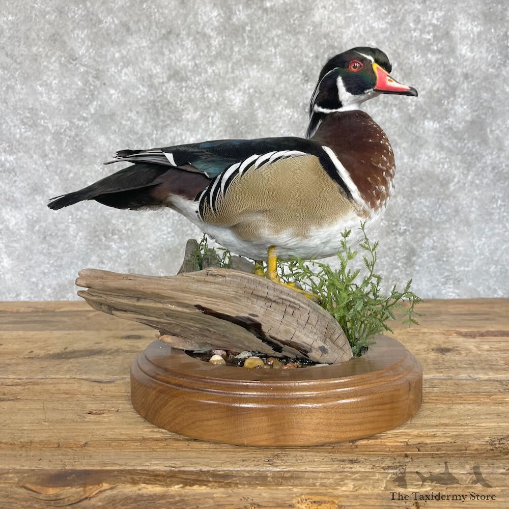 Wood Duck Bird Mount For Sale #28537 - The Taxidermy Store