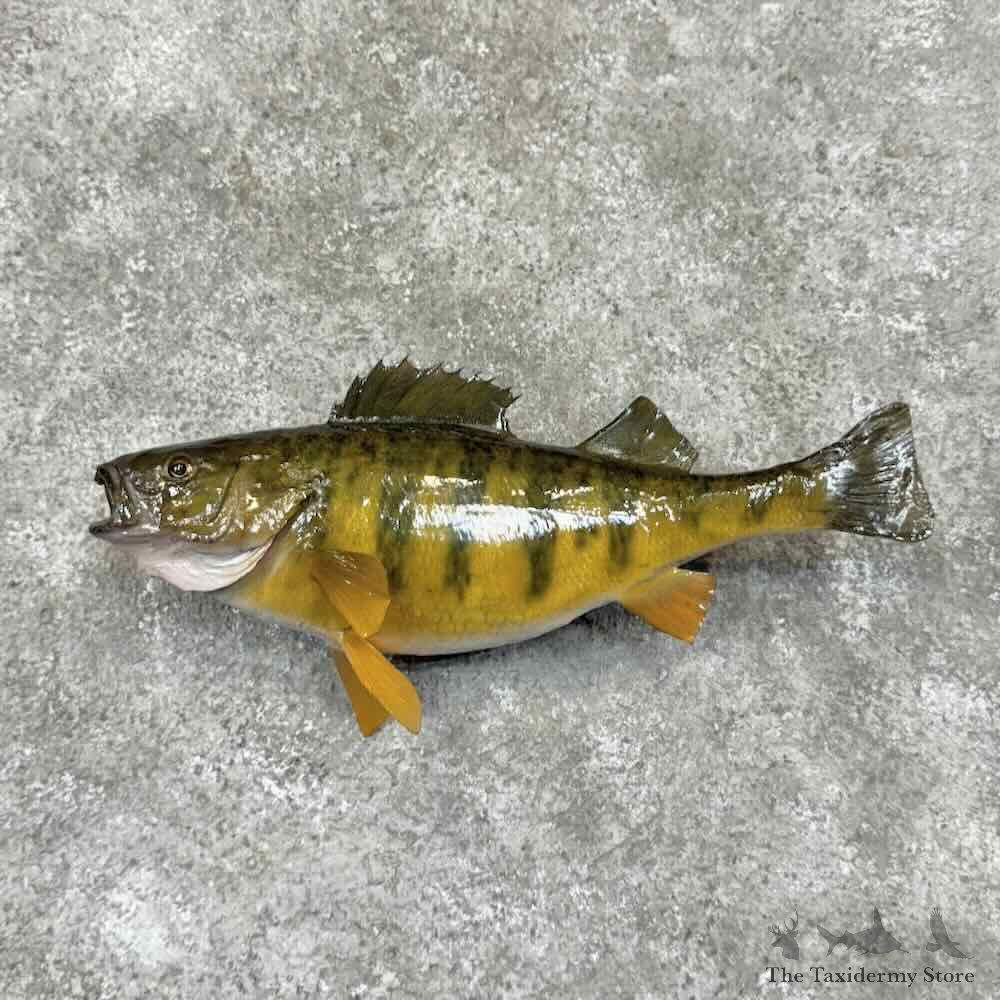 Yellow Perch Fish Mount For Sale #30983 @ The Taxidermy Store