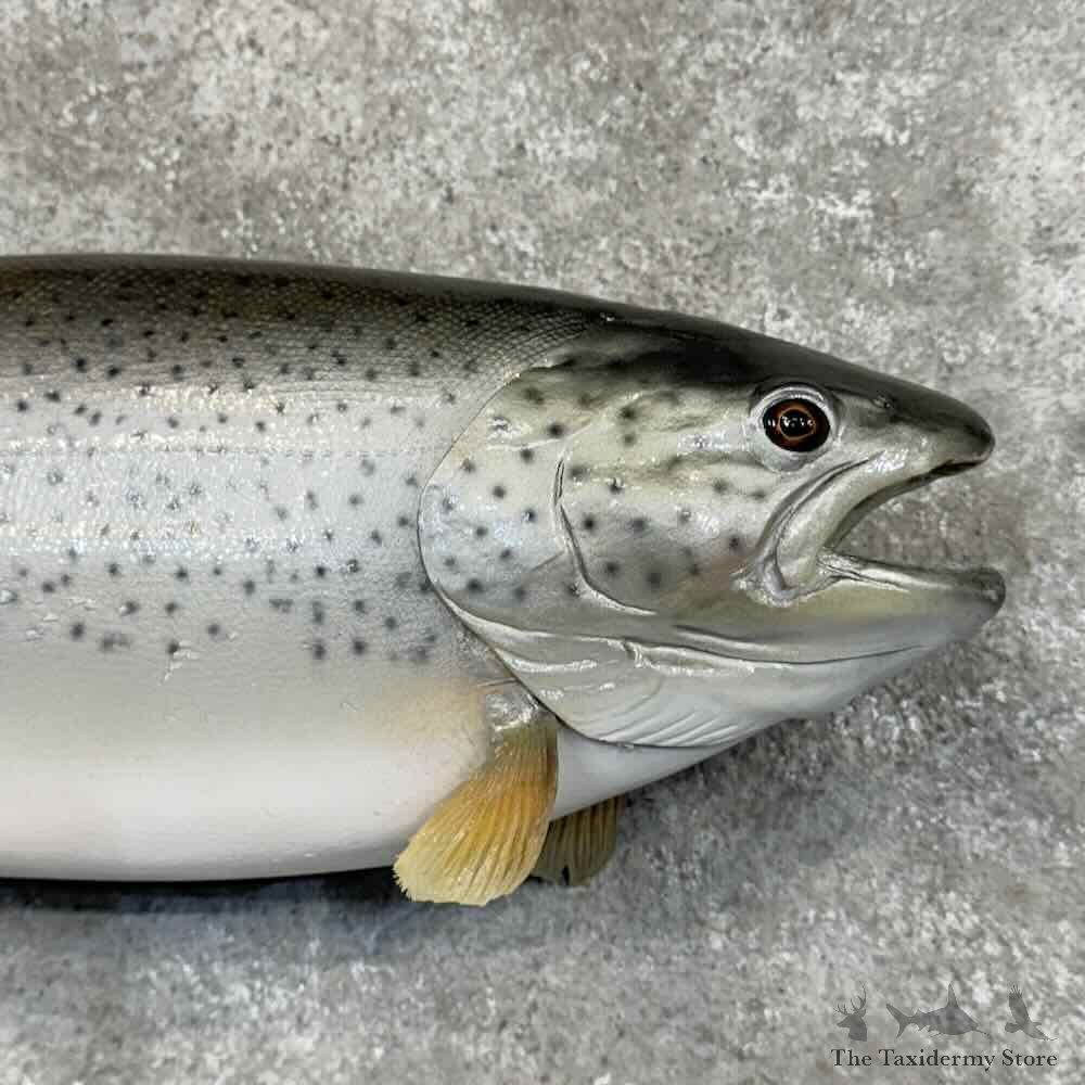 Brown Trout Fish Mount For Sale #30397 @ The Taxidermy Store
