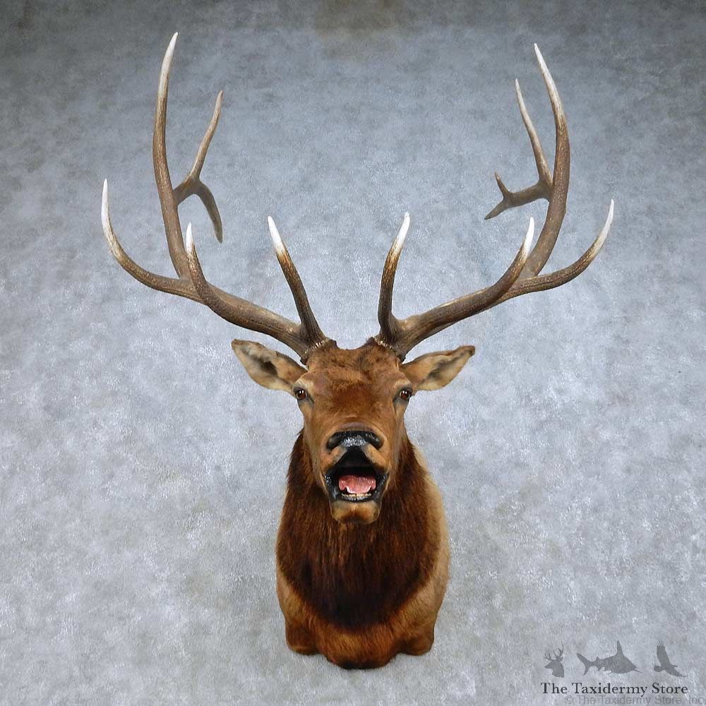Rocky Mountain Elk Mount For Sale #15004 @ The Taxidermy Store