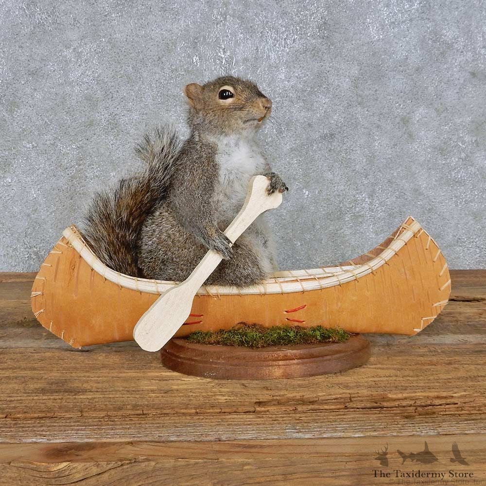 Novelty Canoe Squirrel Mount For Sale #14916 @ The Taxidermy Store