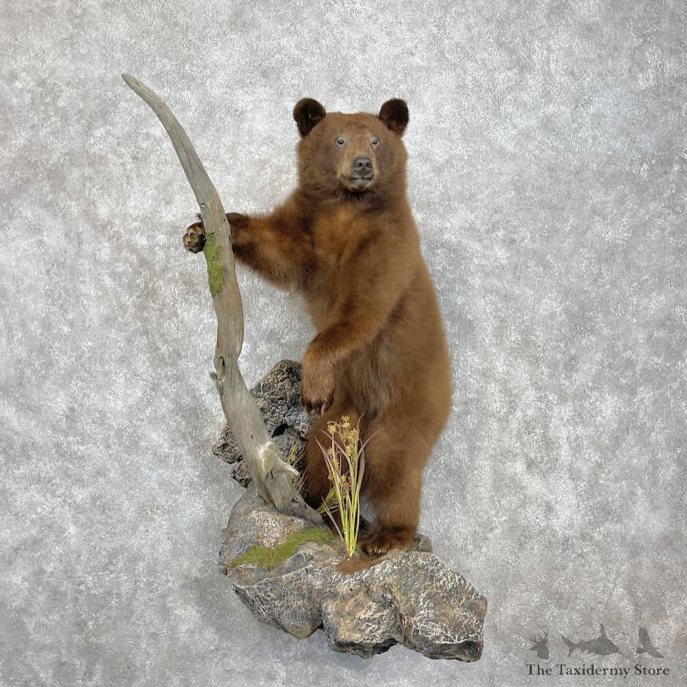 Cinnamon Black Bear Cub Life-Size Mount For Sale #28342 @ The Taxidermy Store