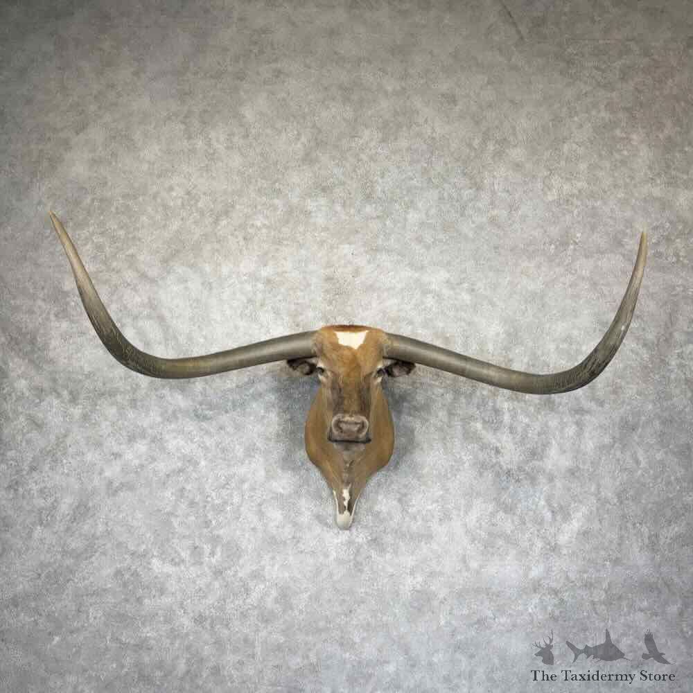 Longhorn Steer Shoulder Mount For Sale #31510 @ The Taxidermy Store