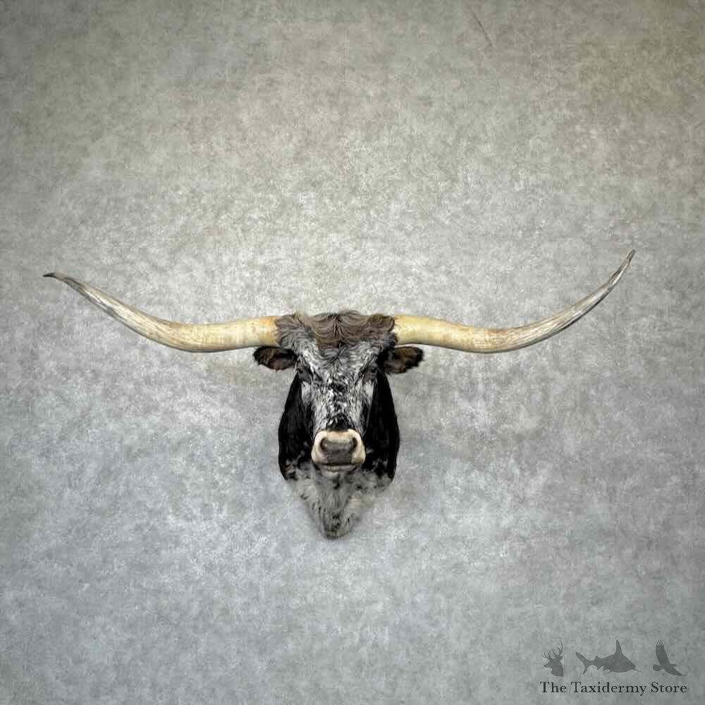 Longhorn Steer Shoulder Mount For Sale #32348 @ The Taxidermy Store