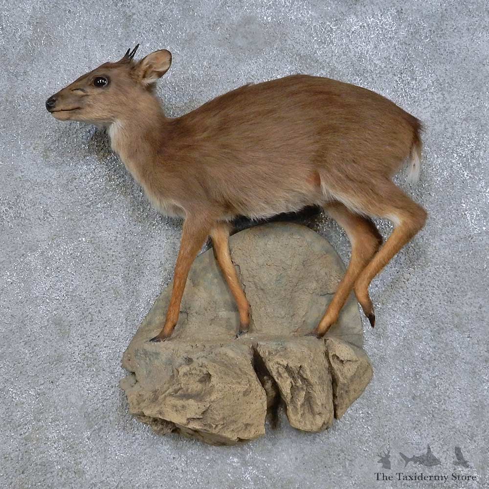 Blue Duiker Life-Size Mount For Sale #14683 @ The Taxidermy Store