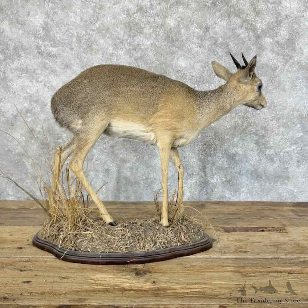 Kirks Dik-Dik Life-Size Mount For Sale #31148 @ The Taxidermy Store