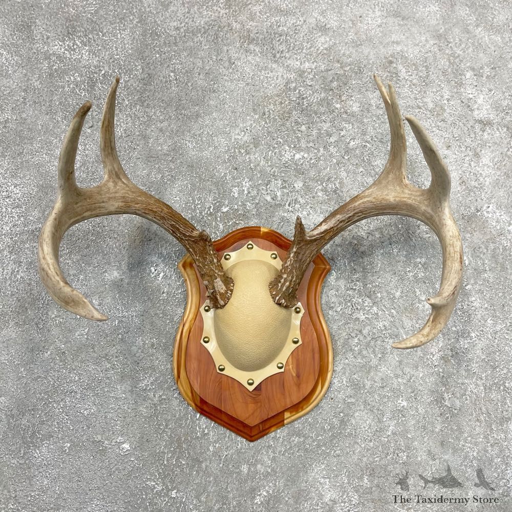Whitetail Deer Antler Plaque Mount For Sale #24549 @ The Taxidermy Store
