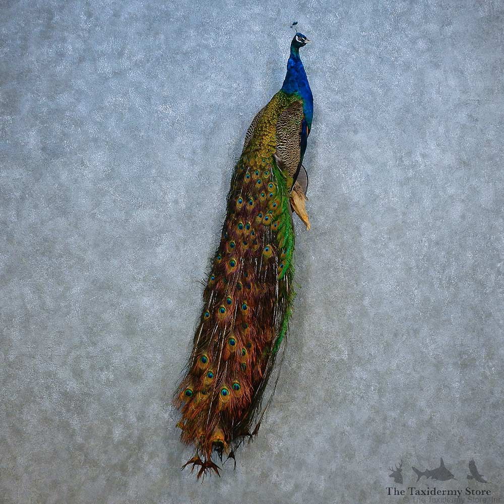 Indian Peacock Bird Mount For Sale #15545 @ The Taxidermy Store