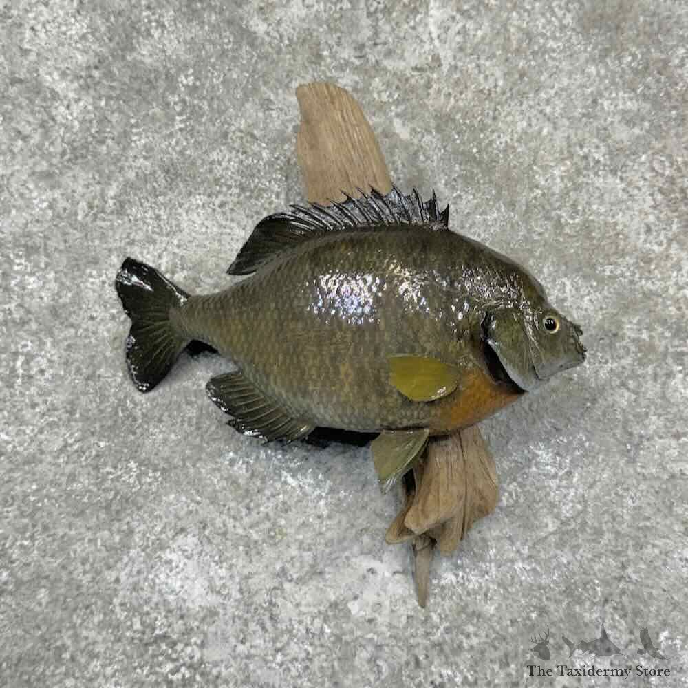 Bluegill Fish Mount For Sale #32100 @ The Taxidermy Store