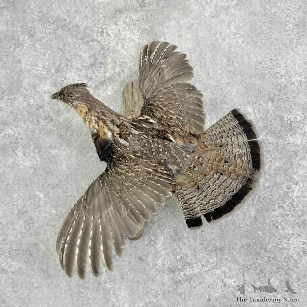 Ruffed Grouse Bird Mount For Sale #32373 @ The Taxidermy Store