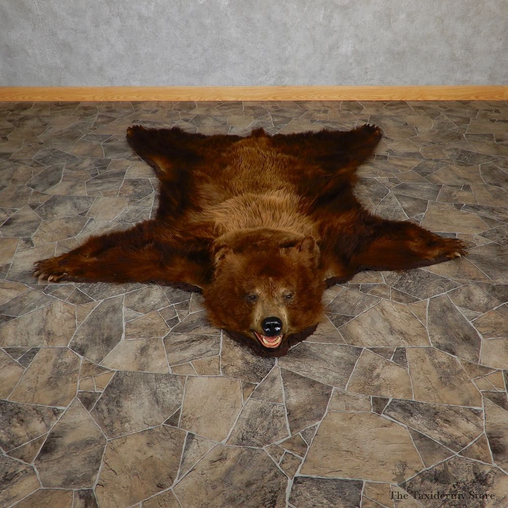 Chocolate Phase Black Bear Taxidermy Rug 18976 For Sale @ The Taxidermy Store