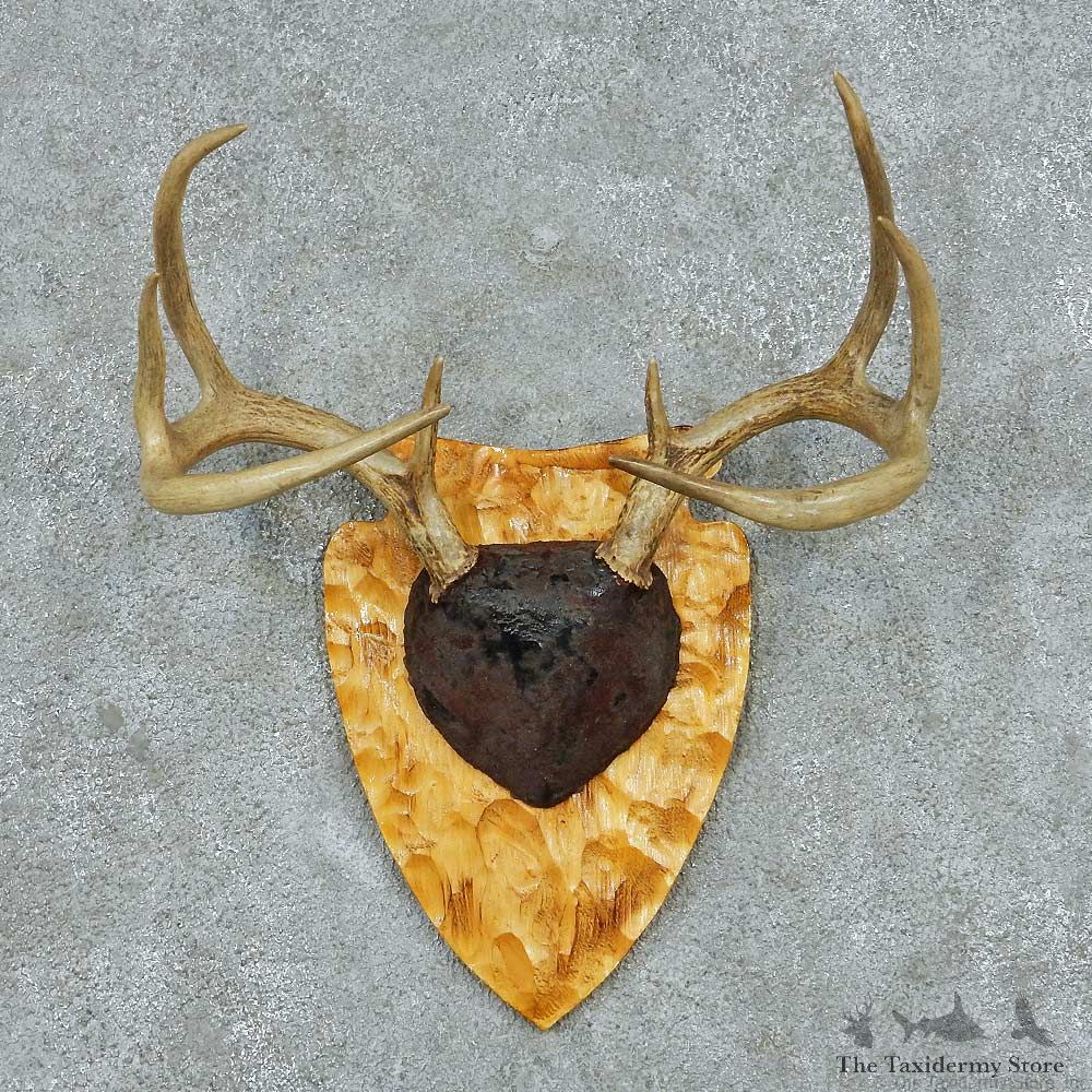 Whitetail Deer Antler Plaque Mount #13778 For Sale @ The Taxidermy Store