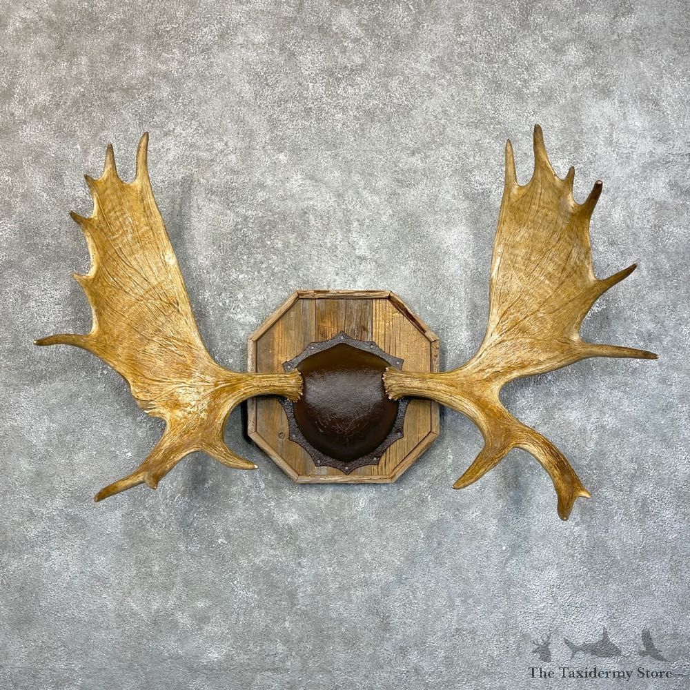 Moose Antler Plaque For Sale #24593 @ The Taxidermy Store